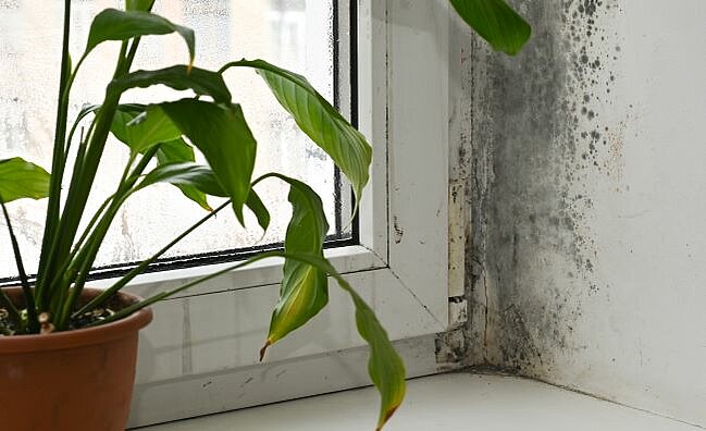 Schimmelbildung in einer Wohnung